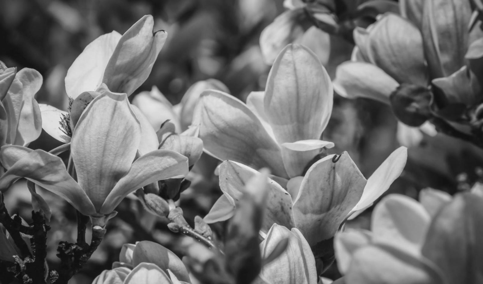 Фінальна флористична композиція