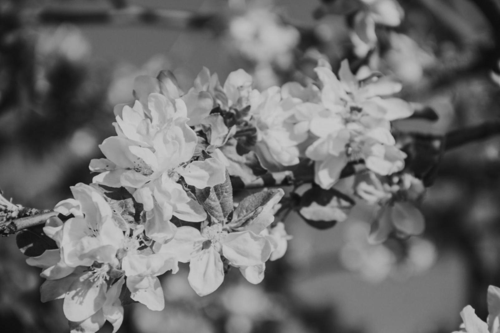 Робочий процес флориста з різними інструментами та свіжими квітами